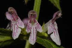 Stachys glandulosissima