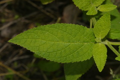Stachys glandulosissima