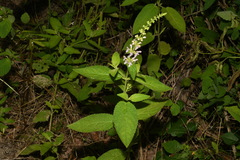 Stachys glandulosissima