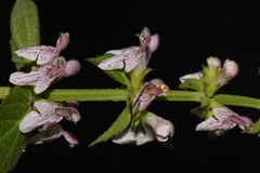 Stachys glandulosissima