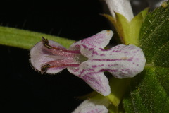 Stachys glandulosissima