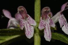 Stachys glandulosissima
