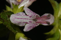 Stachys glandulosissima