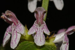 Stachys glandulosissima