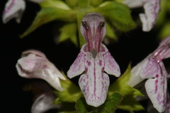 Stachys glandulosissima