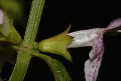 Stachys glandulosissima
