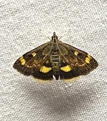 Pyrausta generosa