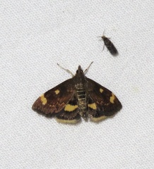 Pyrausta generosa