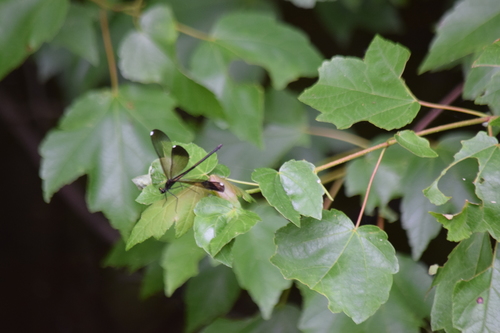 Ebony Jewelwing photographed in Delaware