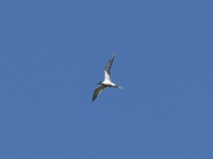 Sterna hirundo