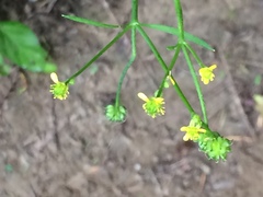 Ranunculus hebecarpus