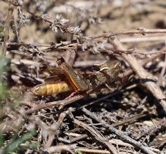 Stenobothrus fischeri