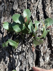 Cadellia pentastylis