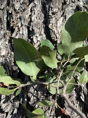 Cadellia pentastylis