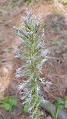 Liatris hesperelegans