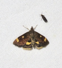 Pyrausta generosa