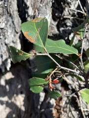 Cadellia pentastylis