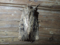 Dasygaster nephelistis