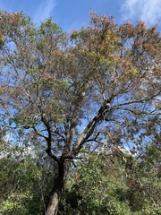 Cadellia pentastylis