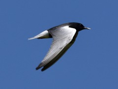 Chlidonias leucopterus