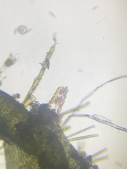 Bacillaria paxillifera