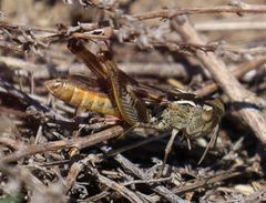 Stenobothrus fischeri