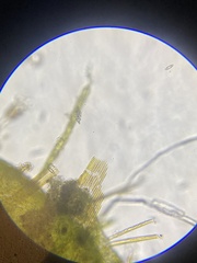 Bacillaria paxillifera