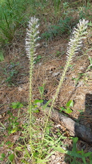 Liatris hesperelegans