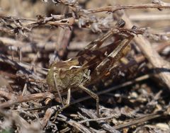 Stenobothrus fischeri
