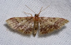 Idaea furciferata