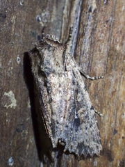 Dasygaster nephelistis