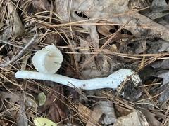 Amanita bisporigera