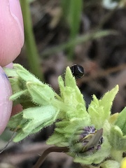 Corimelaena lateralis