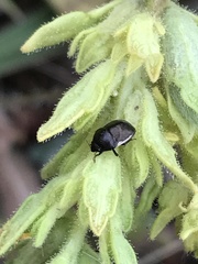 Corimelaena lateralis