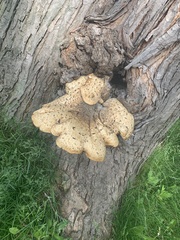 Cerioporus squamosus