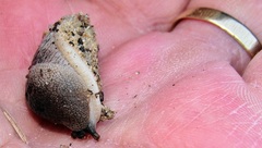 Urocyclus kirkii