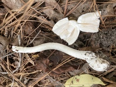 Amanita bisporigera