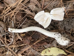 Amanita bisporigera