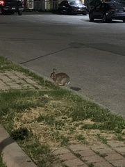 Sylvilagus floridanus