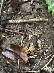 Calliophis maculiceps