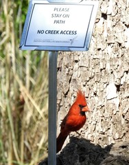 Cardinalis cardinalis superbus