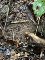 Calliophis maculiceps