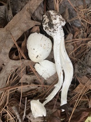 Amanita bisporigera