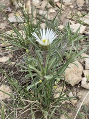 Townsendia grandiflora