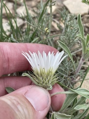Townsendia grandiflora