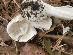 Amanita bisporigera