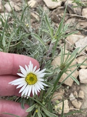 Townsendia grandiflora