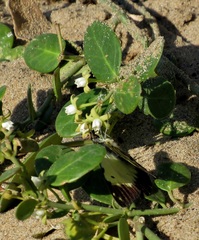 Cynanchum natalitium