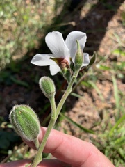 Abelmoschus ficulneus