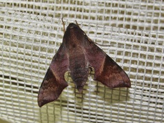 Temnora marginata